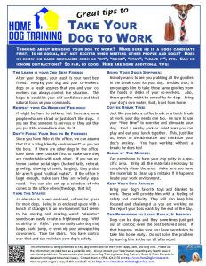 Dog training to take your dog to work