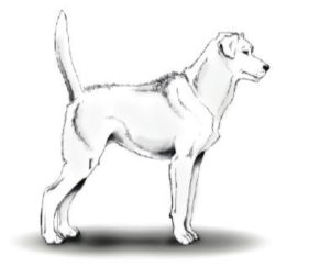 Georgia dog trainer in Alpharetta