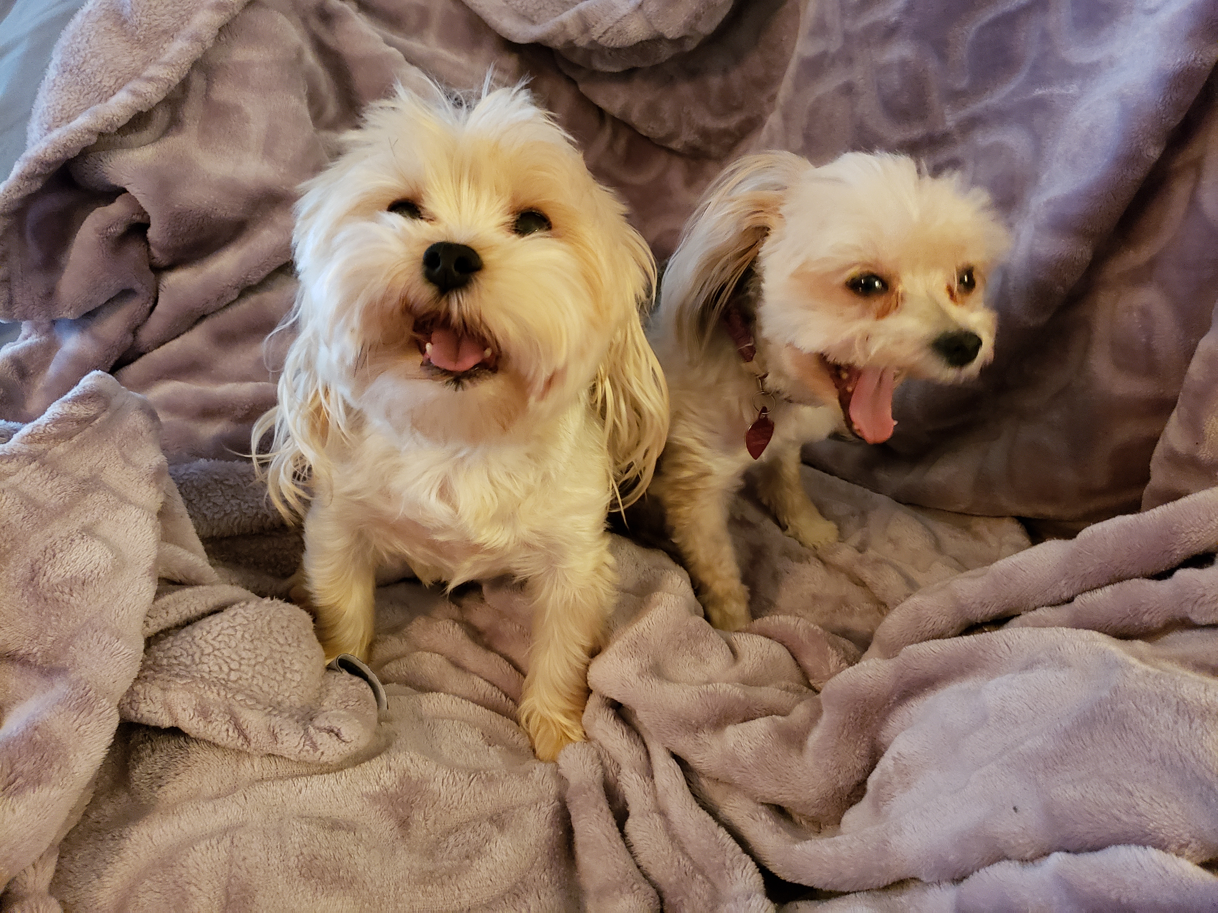 Smaller dogs like Morkie and Miniature Yorkie have unique issues that will require special dog training. Get your training early and have great smaller dogs