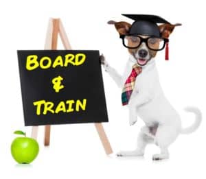 Board and Train dog training is high intensity for your dog at our home