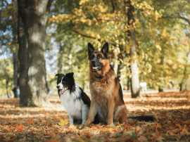 The mission of North Georgia Dog Training is to help every family have a great and wonderful dog with in-home dog training and board and train programs