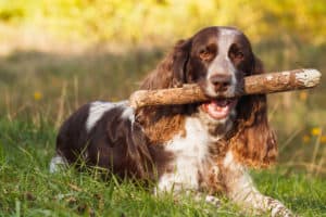 English Springier Spaniels are mostly easy dogs to train. It is important to train them early so they understand their position in your family and give you quick and consistent focus