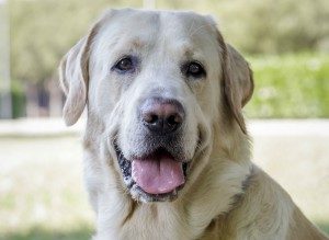 Dog Training for your Labrador Retriever in Alpharetta and all North Georgia is provided by your local dog training experts