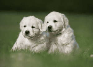 Puppy Socialization Training in Helen Georgia will give you a well socialized and loving puppy. Everyone will wish they had a dog as great as yours.