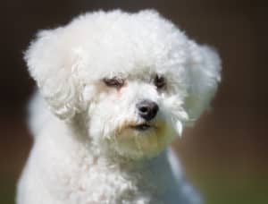 Toy Poodles are everywhere, including Gainesville Georgia. Home Dog Training can help you train these very smart and loving dogs.