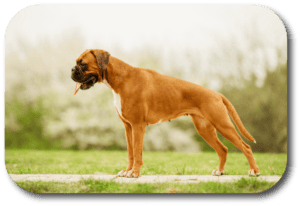 Boxers need a lot of attention because of their high energy.  They are perfect for active families always on the go.