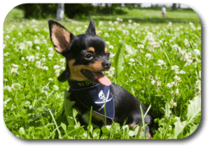 Chihuahuas can be difficult if not trained early.  They need to k now you are their master.