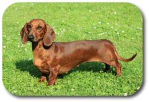 Dachshunds have a lot of energy and want to play. Early training is essential to get them in control