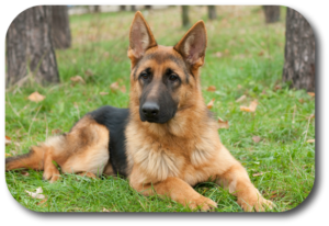 German Shepherds are great dogs but need to be trained early. Professional Dog Trainers Bruce and Robin Edwards can help you have a great GSD