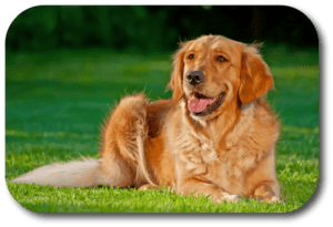 Golden Retrievers have always been great family dogs and often used as therapy dogs because of their calm personality