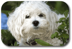 The Maltese is a great option if you are looking for a small breed dog