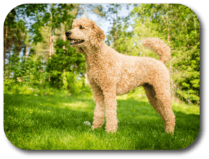 Poodles are are easy to train because they are very attentive and smart.