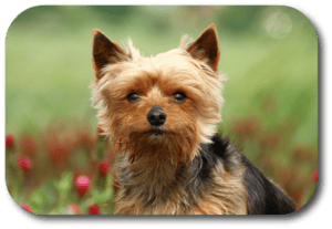 Yorkshire Terriers can be headstrong and need proper training as early as possible
