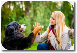 Successfully training your dog requires that you create a trusting bond and unquestioning respect with your dog. It must be done by you with your dog.