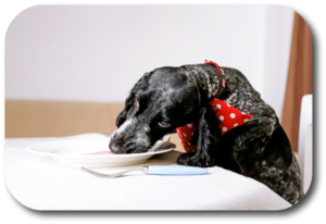 Teach your dog to stay away from the table when you are eating ahd he can't steal your food