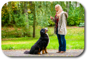 Dogs listen through body language. Be calm and still to properly communicate
