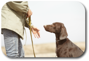Persistence, patience, and perseverance are necessary for your success in training your dog.