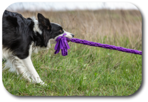 Learn to pick the right toys for your puppy