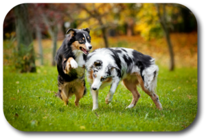Safely take your dog to an off leash dog park