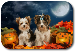 Keep your dog safe on Halloween while Social Distancing