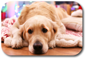 Prepare your dog to behave after Christmas is over