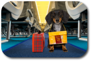 Train your dog to behave on a plane flight
