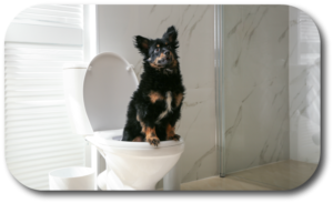 Should I train my dog to use Wee-Wee Pads or Potty Outside?