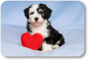 Spend quality time with your dog on Valentine's Day