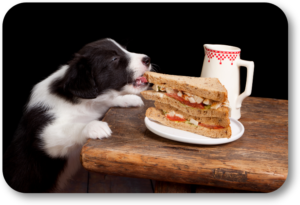 Your dog's stealing food may not be stealing at all