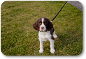 Safely terach your puppy how to walk on a leash