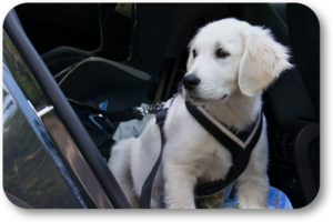 What is the best way to safely travel with your dog in the car
