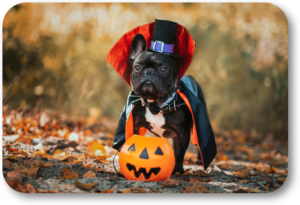 Let your dog know that Halloween isn't scary