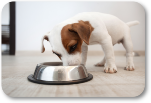 Leaving your puppy's dog food bowl down