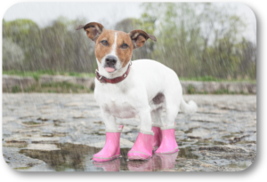 Have your dog potty outside even if he doesn't like the rain