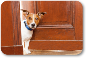 Keep your dog clear of the door when Holiday guests arrive