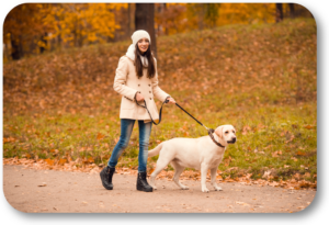 Safely walk your dog while you ar your relatives over Christmas