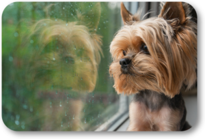 Keep your dog from barking at the front window