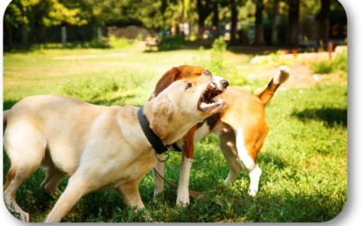 What Can I Do When My Dog is Afraid and Aggressive towards Other Dogs?