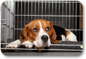 Solve the problem of your dog destroying his dog bed in his crate when you aren't there