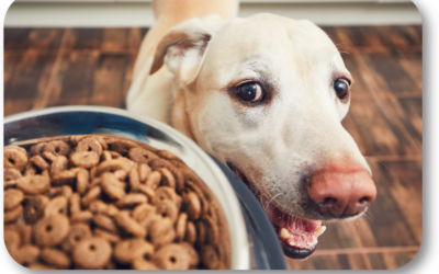What Should I Do When My Dog is Crazy at Mealtime?