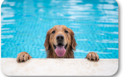 What Are Some Pool Safety Tips for My Dog?