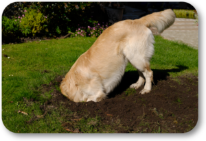 Stop your dog from digging and p[erforming other destructive acts in the back yard