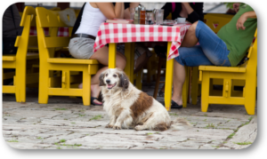 Teach your dog to behave when at a local eatery