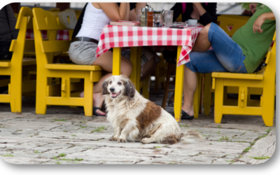 How Do I Train My Dog to Behave at My Local Coffee Shop?