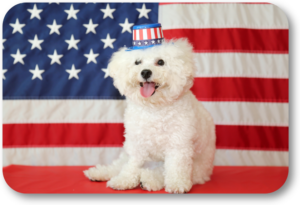 Keep your dog safe and happy on July 4th