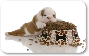 Manage your puppy's food when potty training