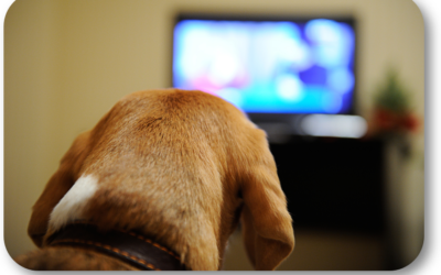 What Can I Do So I Can Watch TV When My Dog is Nuts?