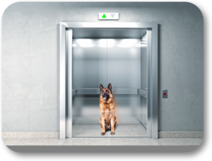 Train your dog to be calm on elevator rides