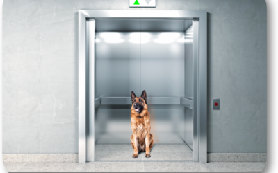 How Do I Acclimate My Dog to the Elevator?