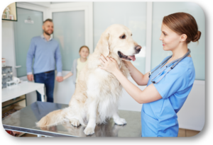 Pick the Veterinarian that is best for your dog and you